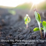 When Should You Plant Vegetables in Your Area?