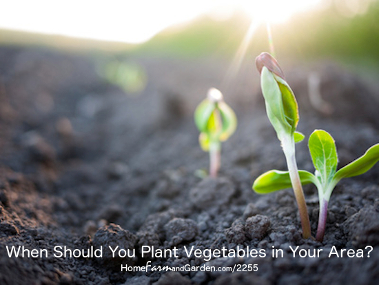 When Should You Plant Vegetables in Your Area?